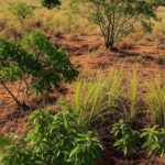 Paisagem do Cerrado no DF em processo de recuperação ambiental, com vegetação nativa crescendo.