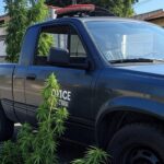 Viatura da PMDF em operação contra tráfico de drogas em Itapoã, com plantas de cannabis confiscadas.