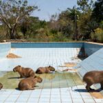 Filhotes de capivara em piscina vazia no Lago Norte, Brasília