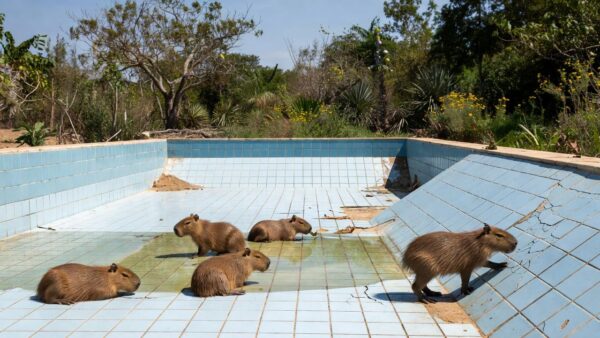 Filhotes de capivara em piscina vazia no Lago Norte, Brasília