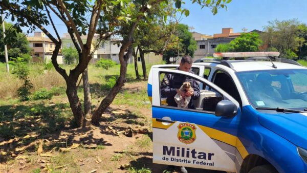 Viatura da PMDF em área verde do Núcleo Bandeirante durante resgate de sagui ferido