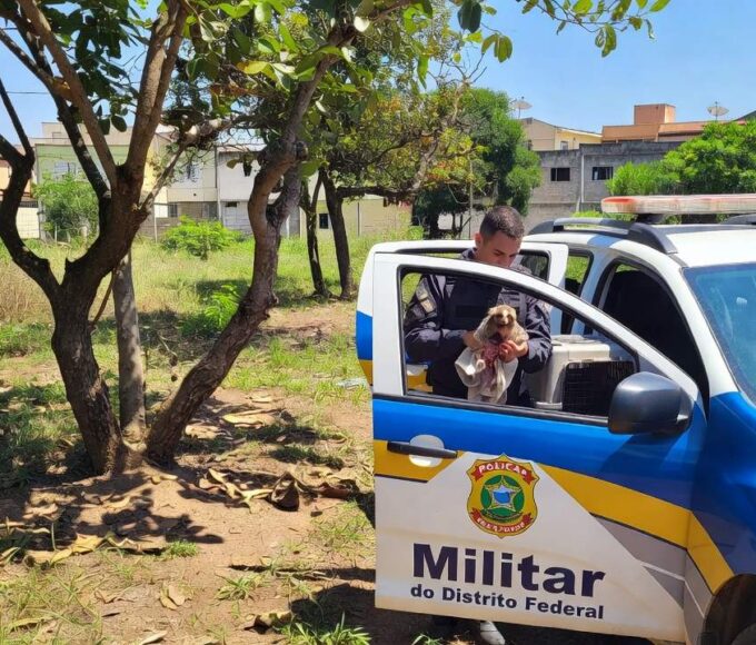 Viatura da PMDF em área verde do Núcleo Bandeirante durante resgate de sagui ferido