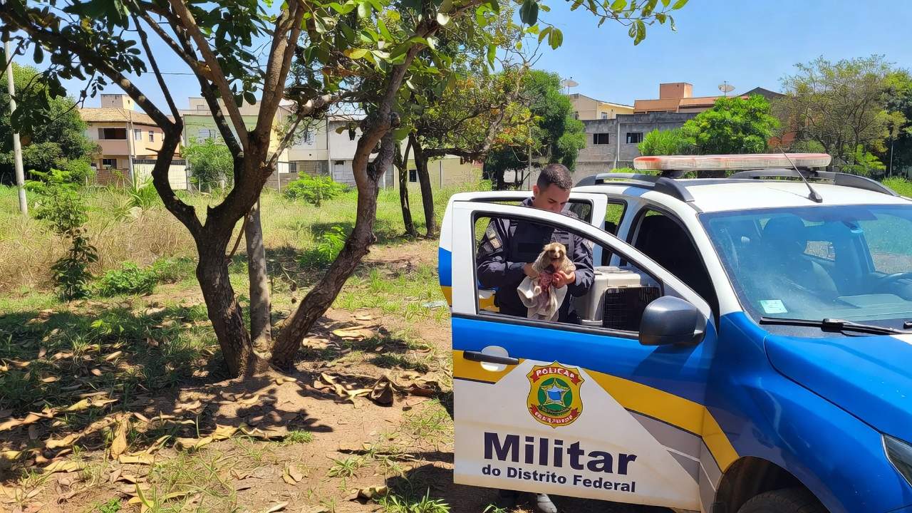 Viatura da PMDF em área verde do Núcleo Bandeirante durante resgate de sagui ferido