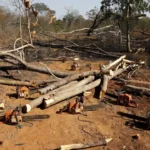 Motosserras apreendidas em desmatamento irregular em Arniqueiras