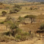 Área rural no Cerrado do DF sujeita a grilagem de terras