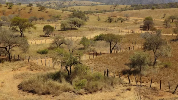 Área rural no Cerrado do DF sujeita a grilagem de terras